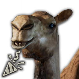 Camel