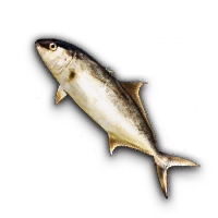 Amberjack