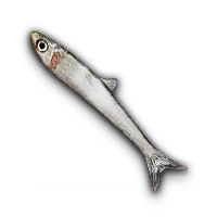 Silver Anchovy