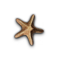 Aurora Starfish