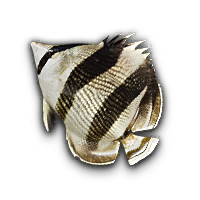 Banded Butterflyfish