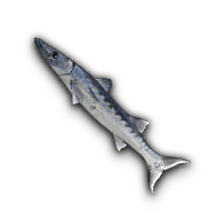 Barracuda