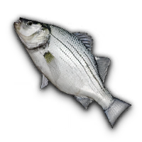 Belphoret Bass