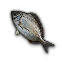 Black Bream