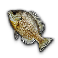 Bluegill