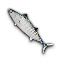 Striped Mackerel