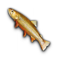 Dolly Varden Trout