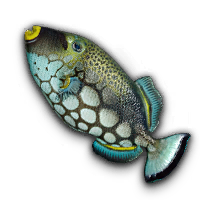 Blue Filefish