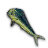 Mahi Mahi