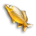 Golden Fish