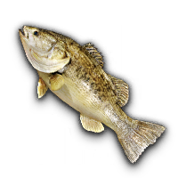 Largemouth Bass