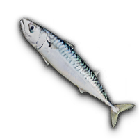 Mackerel