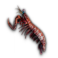 Mantis Shrimp