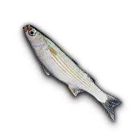 Flathead Gray Mullet