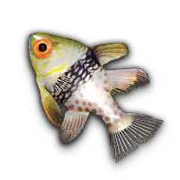 Pajama Cardinalfish