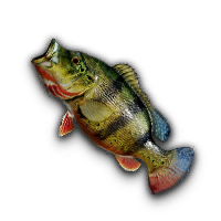 Peacock Bass