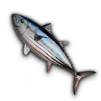 Skipjack Tuna