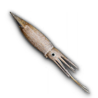 Squid