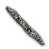 Taion Moray Eel