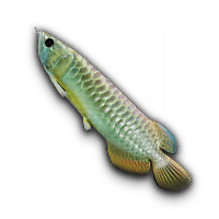 Arowana