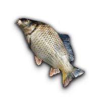 Solisium Carp