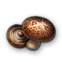 Shiitake Mushroom