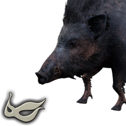 Black Boar