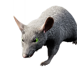 Rat