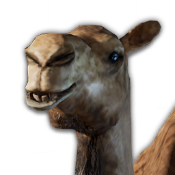 Camel