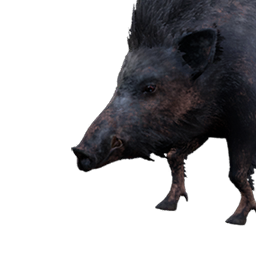 Black Boar